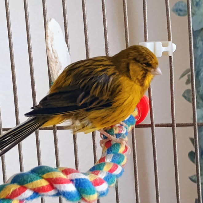 Norwich Canary Norwich Canary