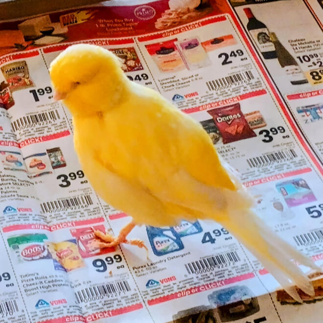 Border Canary Border Canary